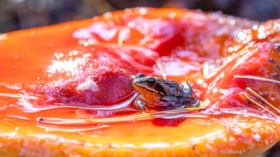 Ein Frosch sitzt an einem Teich. © NDR Foto: Klaus Haase aus Prerow