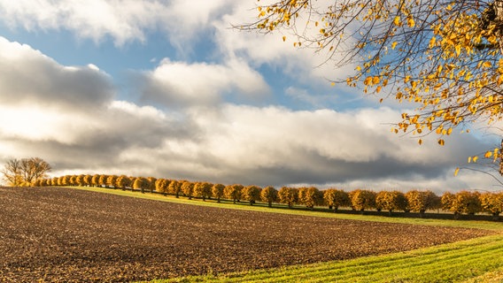 Die Festonallee mit holländischen Linden vor dem Schoss Bothmer in Klütz. © NDR Foto: Helmut Strauß aus Grevesmühlen