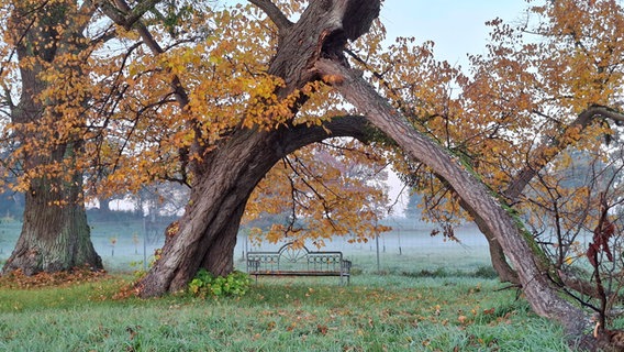 Eine Bank im Herbst auf Schloss Rattey. © NDR Foto: Ruth Bull aus Ludwigslust