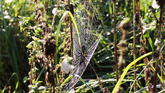 Spinnennetz mit Spinne in der Rostocker Heide © NDR Foto: Ingo Krummheuer aus Rövershagen