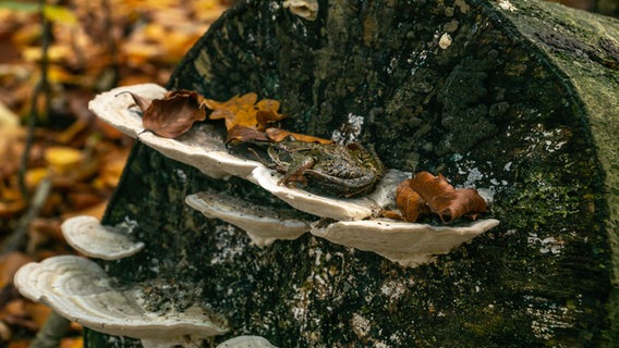 Ein Frosch sitzt auf einem Baumstamm im Hütter Wohld bei Bartenshagen-Parkentin © NDR Foto: Peter Schumacher aus Lambrechtshagen