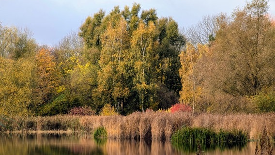 Die Blätter sind schon braun am Wolgastsee auf Usedom. © NDR Foto: Klaus Ewert aus dem Seebad Ahlbeck