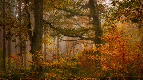 Nebelwald in der Mecklenburgischen Schweiz. © NDR Foto: Matthias Brusch aus Gülzow