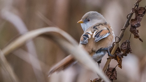 Eine Bartmeise im Schilf. © NDR Foto: Norbert Brandt aus Neubrandenburg