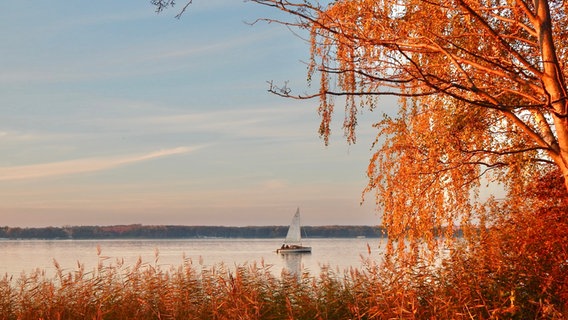 Herbstliche Bäume an der Müritz. © NDR Foto: Cornelia Strubelt aus Waren