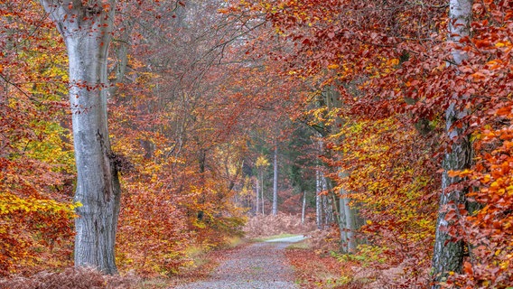 Herbststimmung in Mönkebude am Haff. © NDR Foto: Klaus Haase aus Prerow