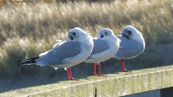 Drei Möwen auf der Seebrücke in Lubmin. © NDR Foto: Stefan Scholz aus Lubmin