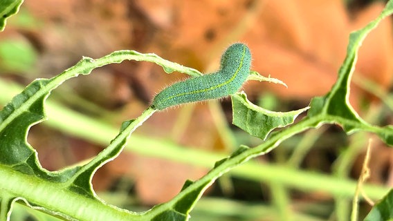 Eine grüne Raupe klettert auf Blättern herum. © NDR Foto: Jacqueline Vaorin- Vetterick aus Rostock