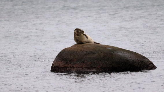 Eine Robbe macht Rast auf einem Stein. © NDR Foto: Ingo Krummheuer aus Rövershagen