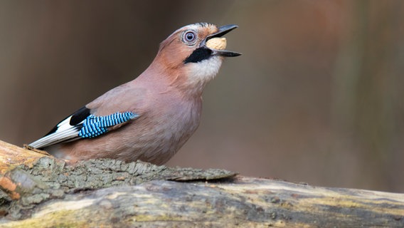 Der Wächter des Waldes, ein Eichelhäher. © NDR Foto: Ralf Ottmann aus Wöbbelin