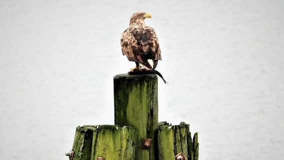 Seeadler mit Fisch auf Buhne © NDR Foto: Bernd Seegler aus Rostock