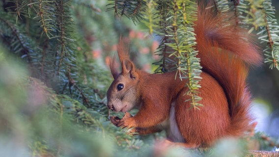 Ein Eichhörnchen in einer Baumkrone. © NDR Foto: Ralf Ottmann aus Wöbbelin