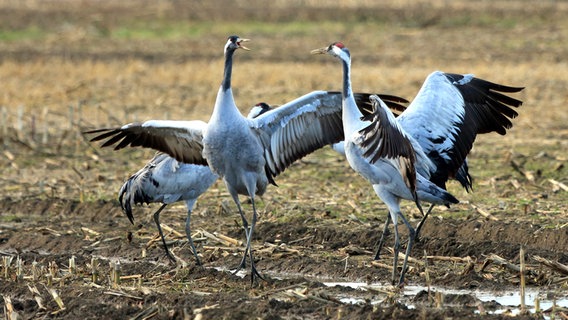 Kraniche streiten auf einem Feld bei Brahlstorf im Winter © NDR Foto: Franziska Kolm aus Brahlstorf