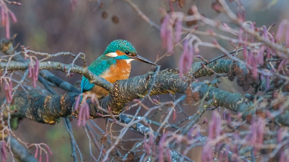 Ein Eisvogel sitzt auf einem Ast. © NDR Foto: Norbert Brandt aus Neubrandenburg