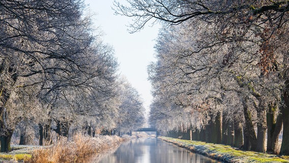 Stieleichen Allee am Störkanal in der Lewitz © NDR Foto: Ralf Ottmann aus Wöbbelin