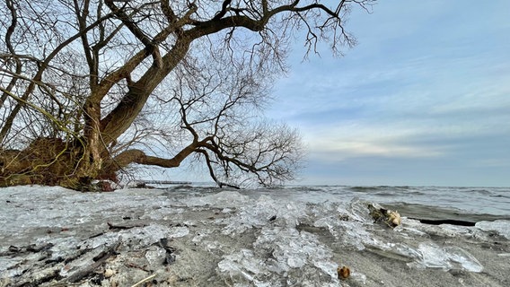 Müritzufer in Klink © NDR Foto: Cornela Strubelt aus Waren (Müritz)