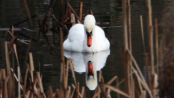 Schwan © NDR Foto:  Hans-Jürgen Kaufhold aus Stralsund