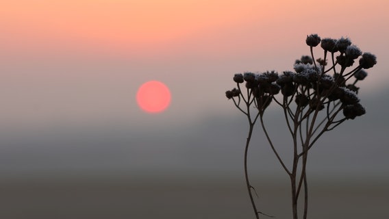 Sonnenuntergang mit getrockneter Blume im Vordergrund. © NDR Foto: Martina Schulz aus Bützow