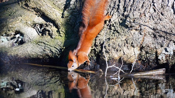 Ei Eichhörnchen trinkt aus einem Bach Wasser. © NDR Foto: Klaus-Dieter Schroeder aus Neubrandenburg