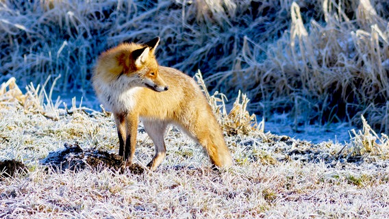 Fuchs an einem frostigen Morgen. © NDR Foto: Bernd Schachler aus Ankershagen