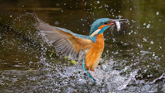 Ein Eisvogel mit Fisch beim Auftauchen aus dem See. © NDR Foto: Gunnar Hein aus Alt Sührkow