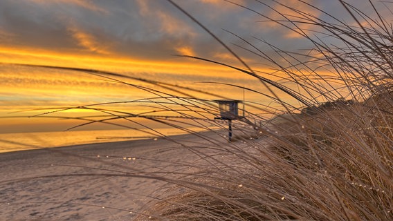 Sonnenaufgang mit Tautropfen am Bansiner Strand. © NDR Foto: Sylvia Ehmje aus Karlshagen