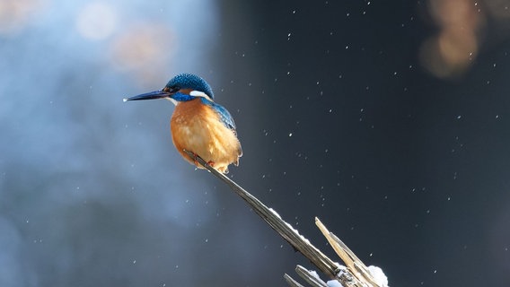 Eisvogel auf einem Ast. © NDR Foto: Klaus Kirschnick aus Güstrow