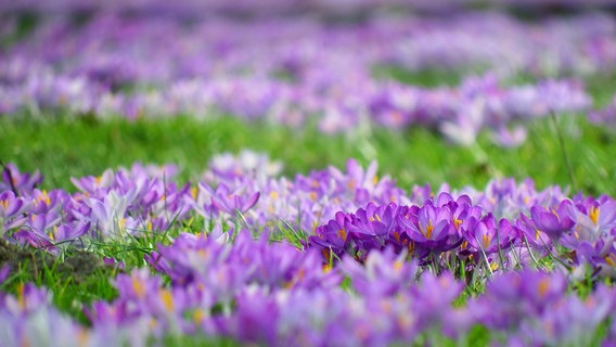 Eine ganze Wiese voller Krokusse. © NDR Foto: Antje Wendel aus Sassnitz