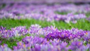 Eine ganze Wiese voller Krokusse. © NDR Foto: Antje Wendel aus Sassnitz