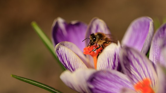 Eine Biene und Krokusse in Nahaufnahme. © NDR Foto: Franziska Kolm aus Brahlstorf