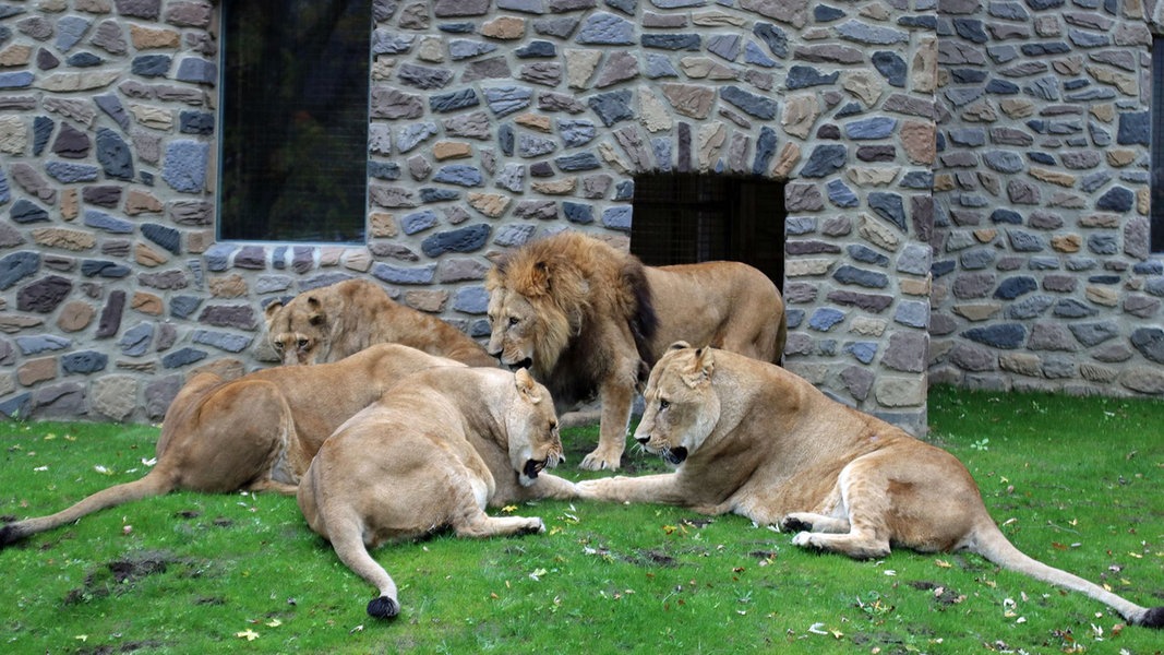 Löwen weihen ihr neues Außengehege im Zoo Osnabrück ein NDR.de