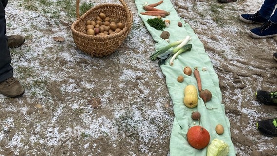 Wintergemüse liegt im Projektgarten in Hunden in Niedersachsen auf dem Boden. © Grundschule Binnenmarsch 