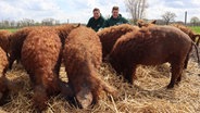 Die Wollschweine und ihre Halter auf dem Ahlers-Hof. © Ahlers Hof 