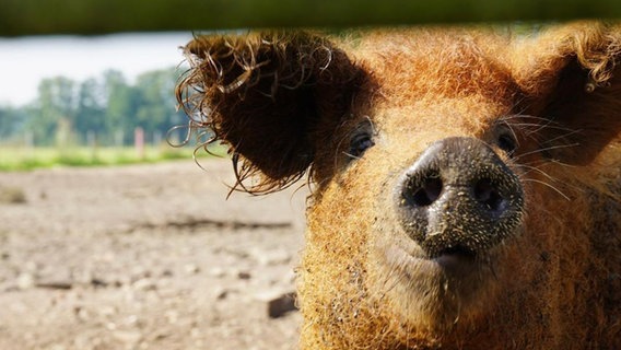 Ein Wollschwein auf dem Ahlers Hof im Emsland. © Ahlers Hof 