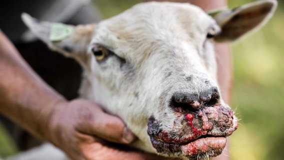 Ein mit der Blauzungenkrankheit infiziertes Schaf mit Schwellungen und Geschwülsten am Maul. © picture alliance / ANP Foto: Rob Engelaar