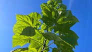 Paulownia Bäume auf einer Plantage in Schleswig-Holstein. © NDR Foto: Frank Hajasch