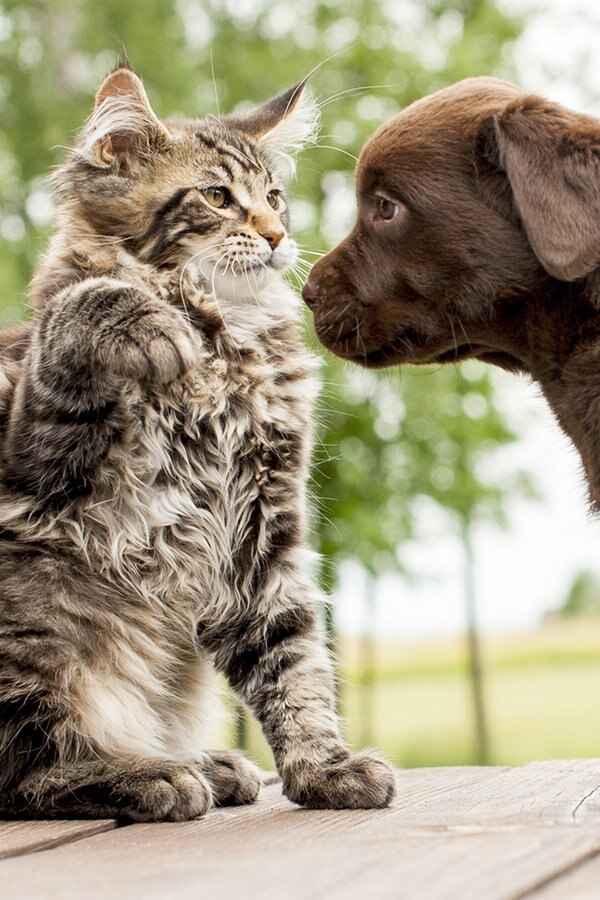 Spannende Fakten zu Katze und Hund NDR.de Ratgeber