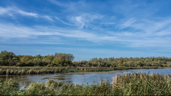 Wasserfläche im Katinger Watt mit Schilf im Vordergrung und Wald im Hintergrund. © Christine Raczka 