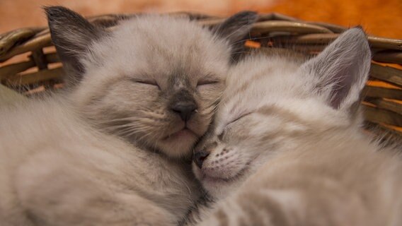 Zwei kleine Katzen schlafen in einem Korb. © fotolia Foto: Andr