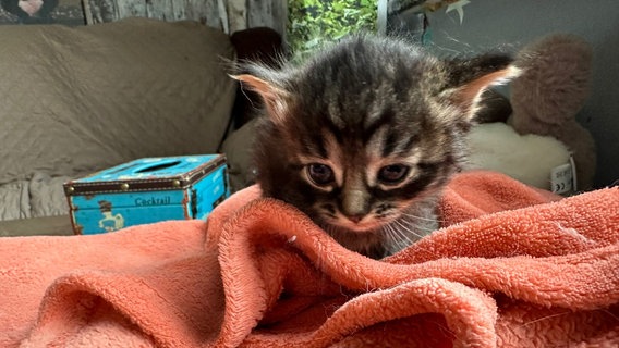 Ein Katzenbaby sitzt auf einem orangefarbenen Handtuch. © Polizei Einbeck 