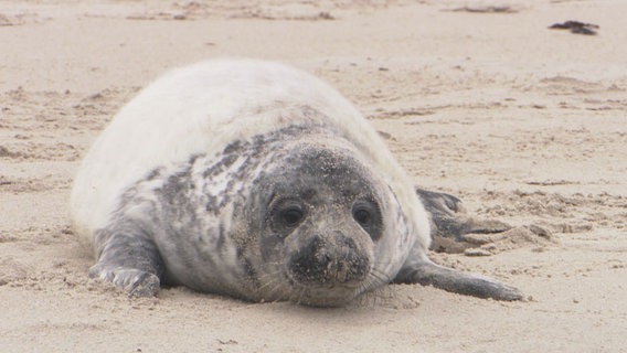 Eine junge Kegelrobbe auf Helgoland. © NDR Foto: Sophie Apelt