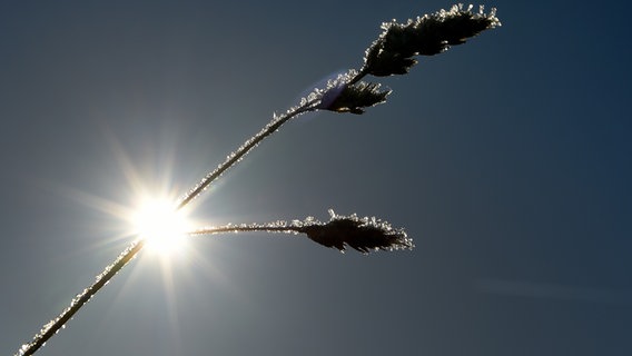 Mit Eiskristallen überzogene Gräser stehen am 29.11.2016 auf einem Acker in der Region Helmstedt (Niedersachsen) vor der Sonne. © picture alliance Foto: Holger Hollemann