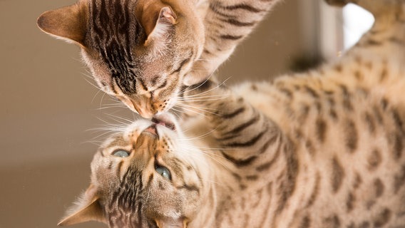 Eine braun-getigerte Katze schaut sich im Spiegel an. © picture alliance / Zoonar Foto: Steve Heap