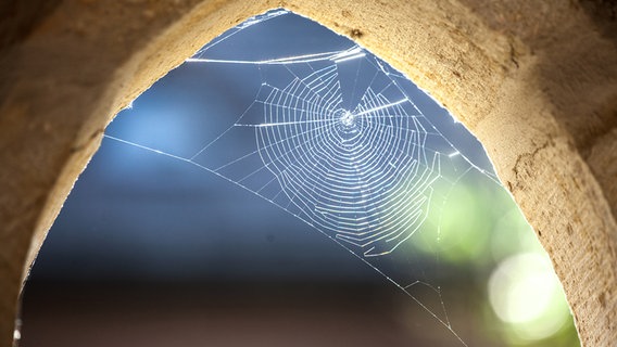 Licht scheint auf ein Spinnennetz, das in einem Torbogen eines Klosters hängt. © Kirche im NDR Foto: Christine Raczka