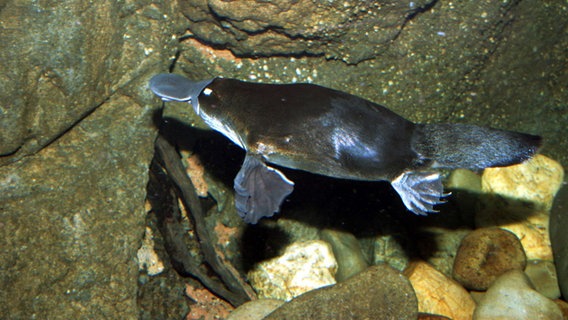 Schnabeltier schwimmt unter Wasser © picture alliance / blickwinkel Foto: J. Hauke