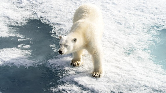 Ein Eisbär steht auf Packeis in der Arktis (Spitzbergen). © Colourbox Foto: Alexey Seafarer