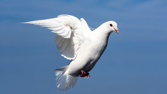 Nahaufnahme einer weißen Taube fliegt vor einem blauen Himmel © picture alliance / Zoonar Foto: zhang zhiwei