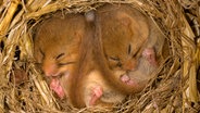 Haselmaus (Muscardinus avellanarius), zwei Jungtiere beim Winterschlaf. © picture alliance / imageBROKER | Terry Whittaker/FLPA 