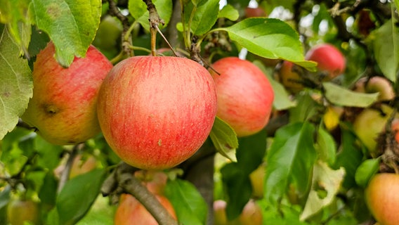 Äpfel hängen an einem Baum © imago 