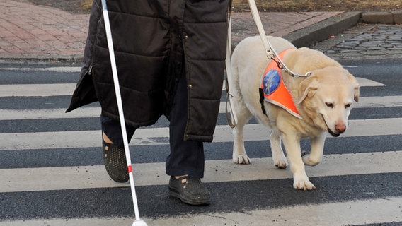 Eine Frau geht mit Blindenhund und Blindenstock über einen Zebrastreifen. © picture alliance / dpa Foto: Barbora Prekopová